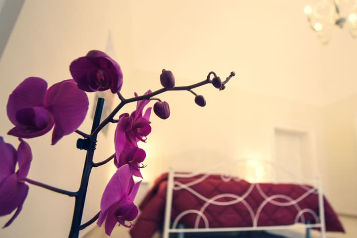 Kapsott B&B