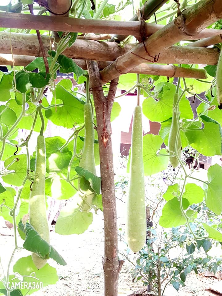 Phong Nha Love Homestay