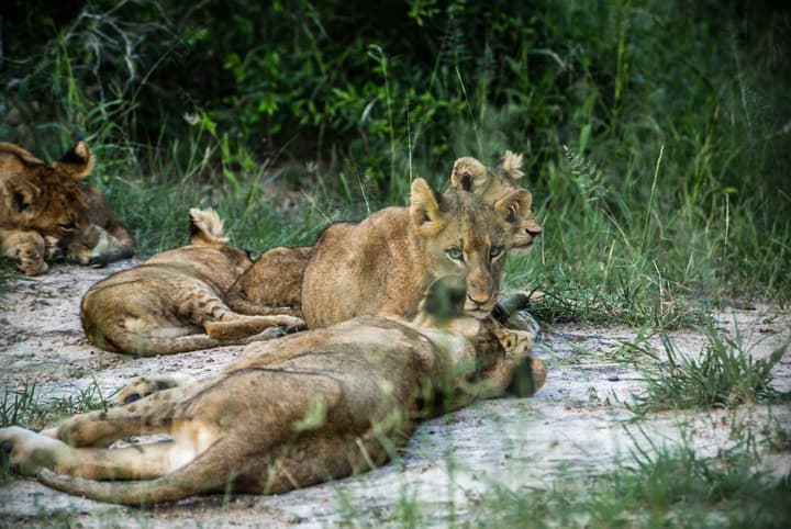 Lion Sands Narina Lodge