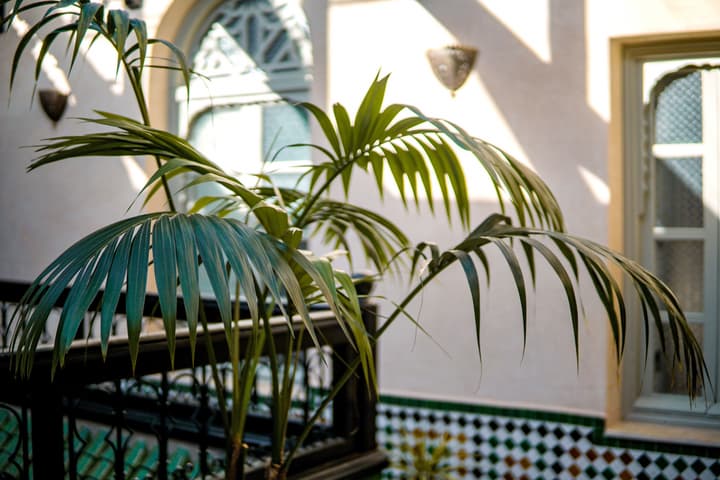 Riad Zidania