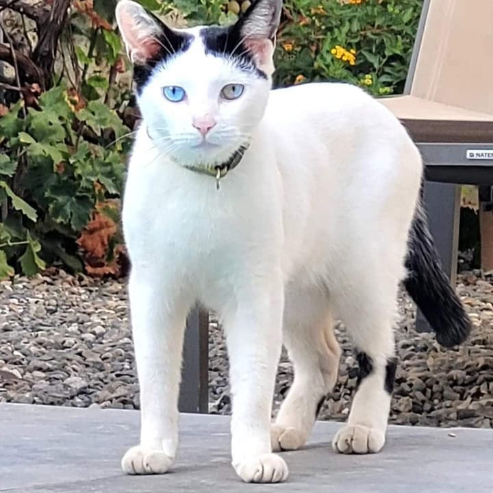 El Cielo Azul