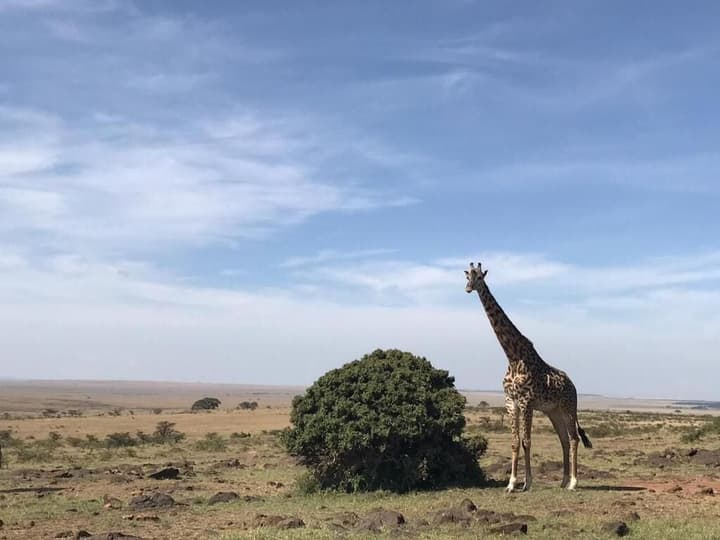 Kandili Camps