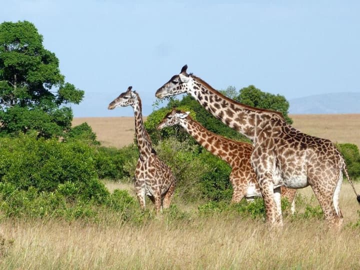 Kandili Camps
