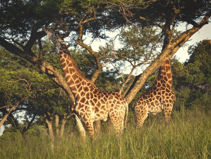 Ndhula Luxury Tented Lodge