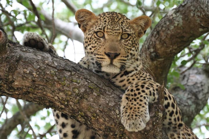 Mohlabetsi Safari Lodge