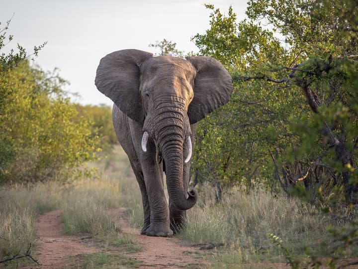 Mohlabetsi Safari Lodge