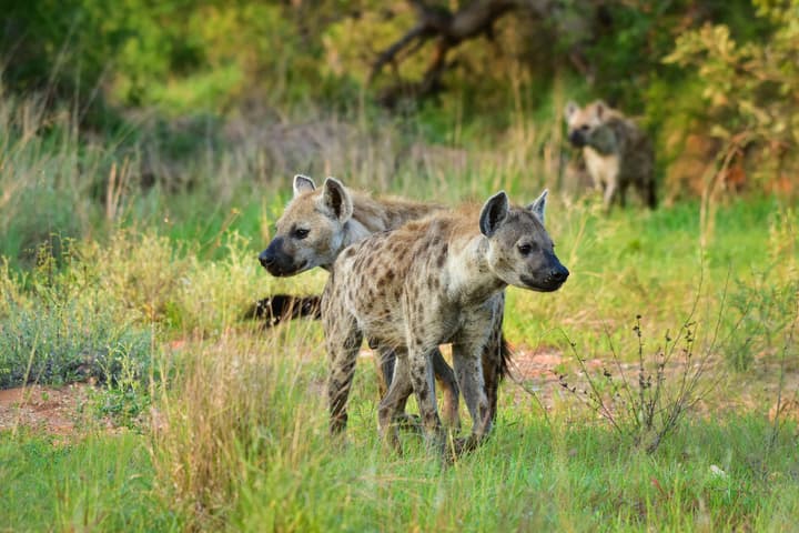 Mohlabetsi Safari Lodge