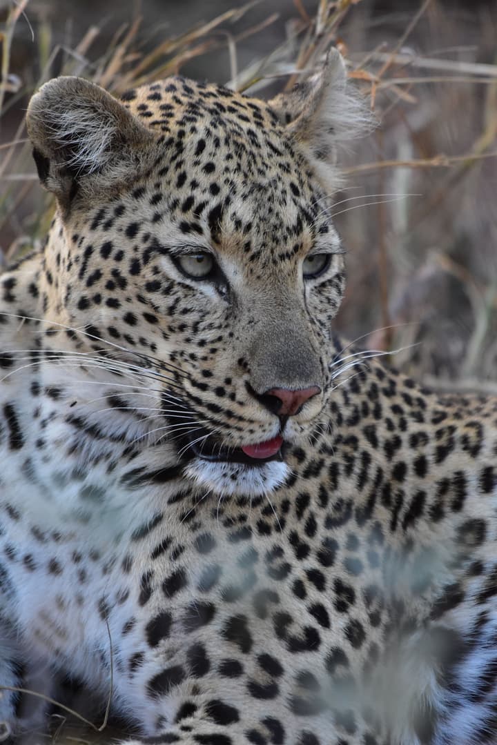 Mohlabetsi Safari Lodge