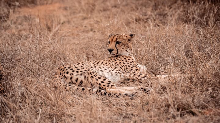 Tshukudu Game Lodge