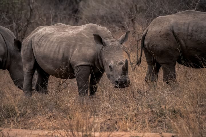 Tshukudu Game Lodge