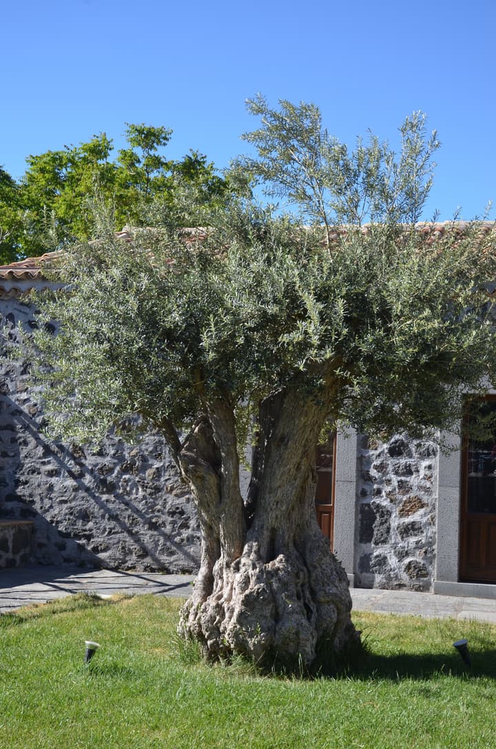 Bosco Ciancio