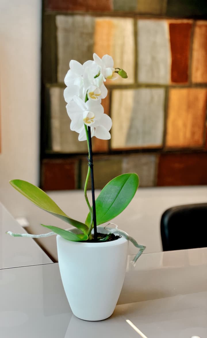 SM Hotel Sant Antoni