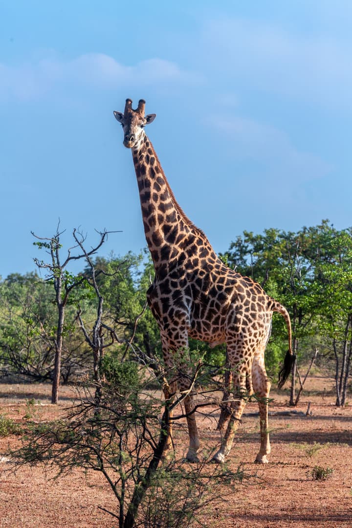 Mopane Bush Lodge