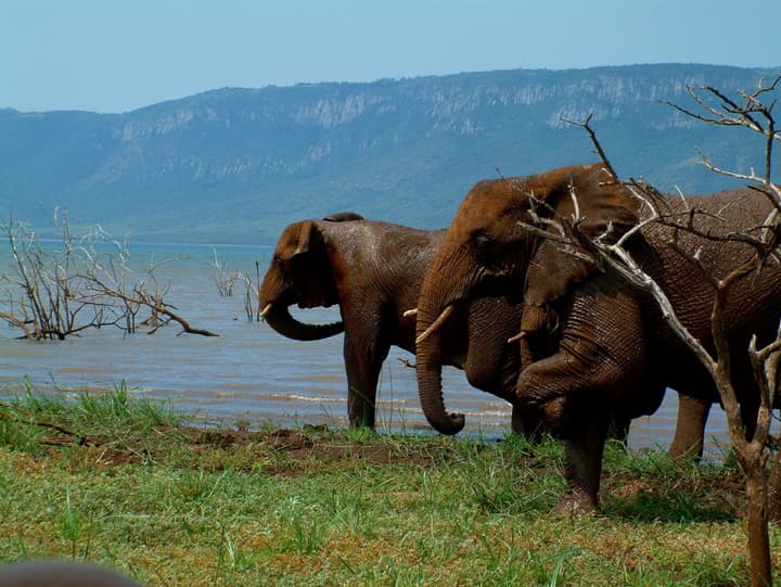 Africamps at White Elephant Safaris