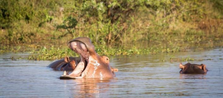 Africamps at White Elephant Safaris