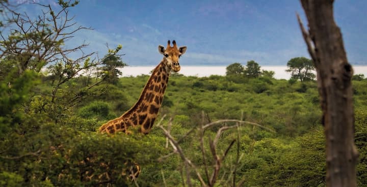 Africamps at White Elephant Safaris
