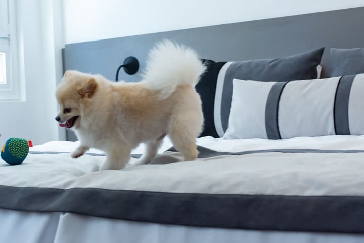 ibis Styles Buenos Aires Florida