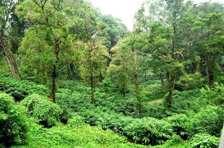 The Tall Trees Munnar