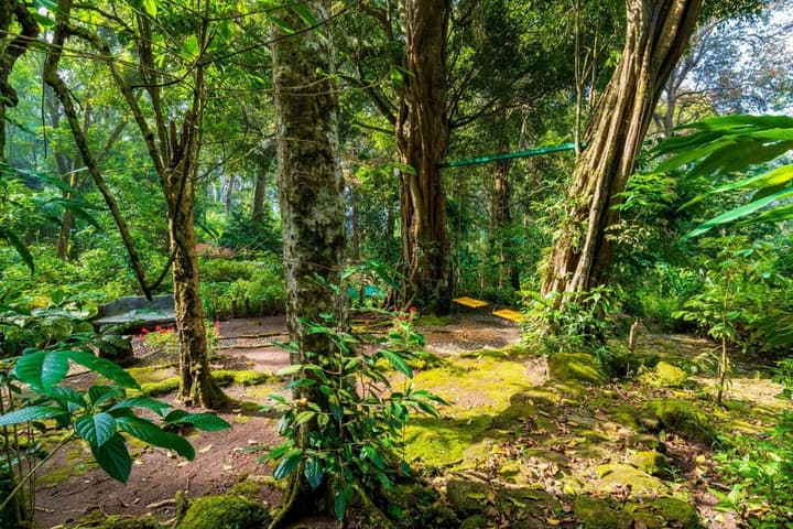 The Tall Trees Munnar