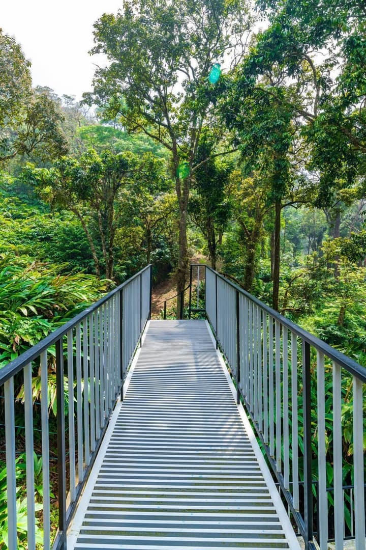 The Tall Trees Munnar