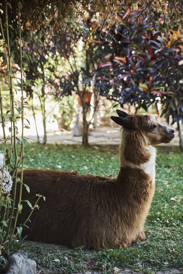 Hacienda Majoro Boutique & Resort