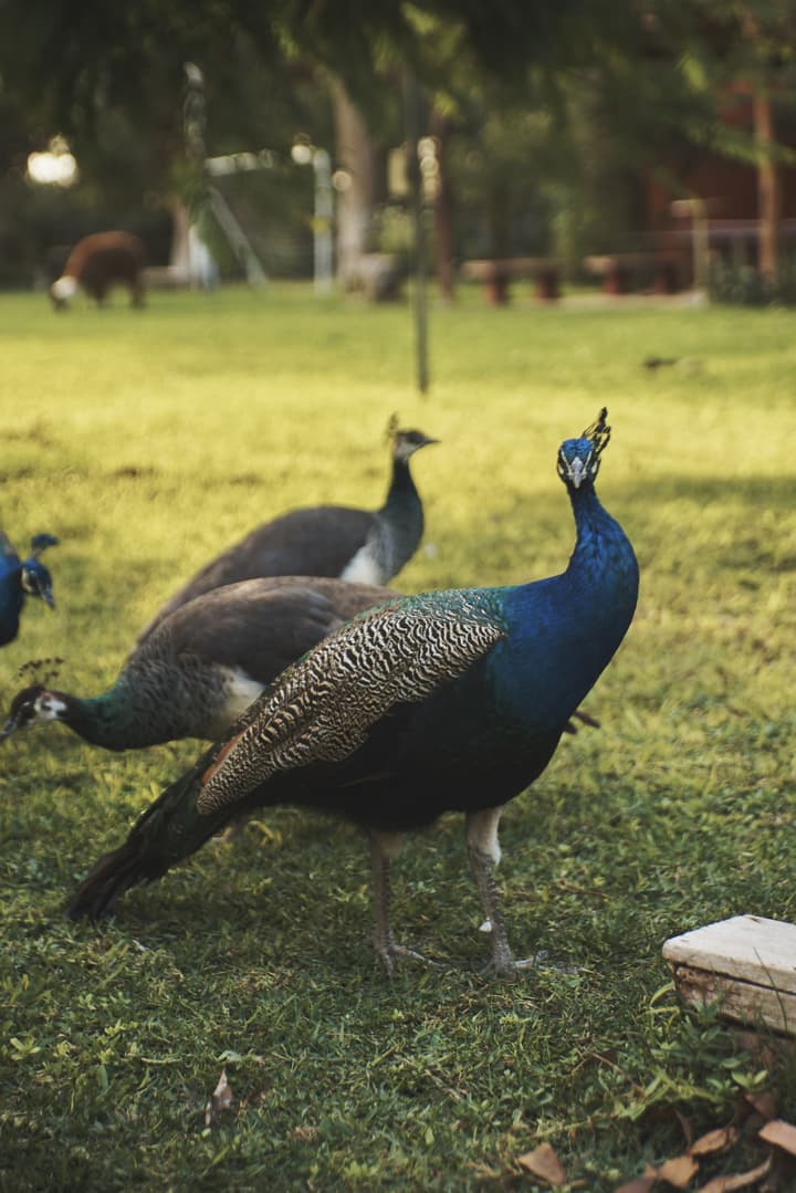 Hacienda Majoro Boutique & Resort