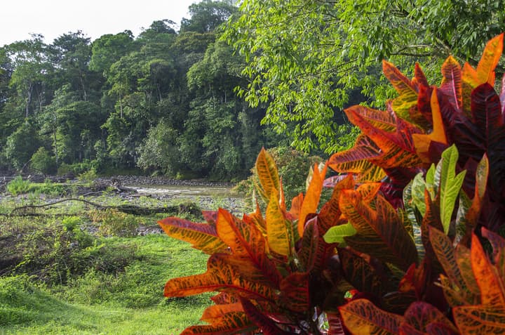 Selva Verde Lodge