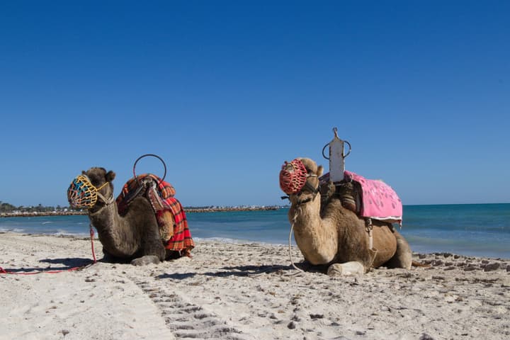 Seabel Aladin