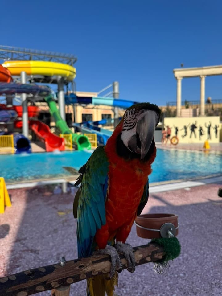 IL Mercato Splash Aqua Park