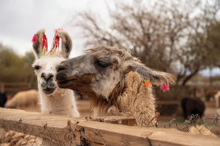 Noi Casa Atacama