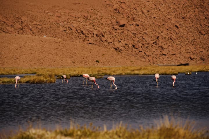 Noi Casa Atacama