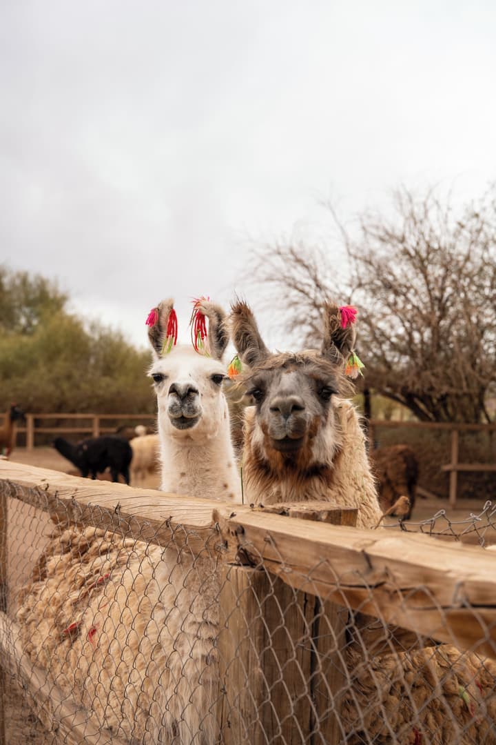 Noi Casa Atacama