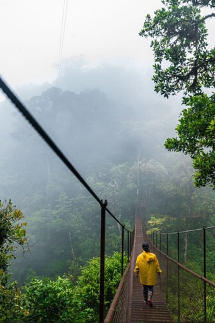 Tree Trek Boquete Adventure Park