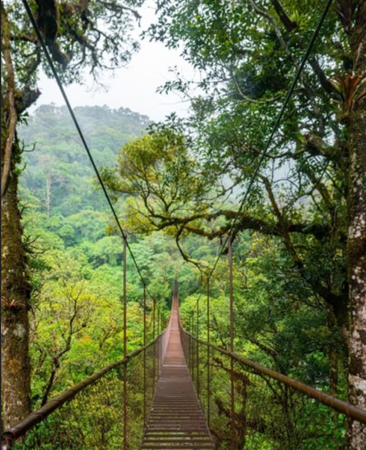Tree Trek Boquete Adventure Park