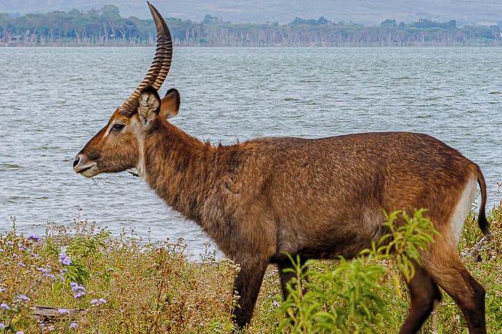 Muthu Lake Naivasha Country Club, Naivasha