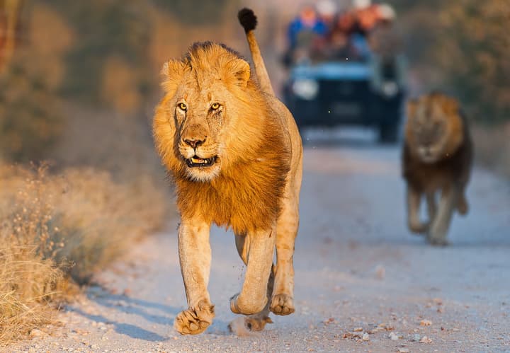 Pondoro Game Lodge  - Open to Kruger Park