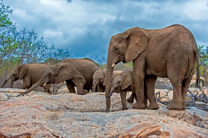 Pondoro Game Lodge  - Open to Kruger Park