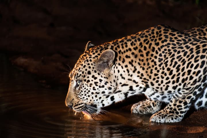 Pondoro Game Lodge  - Open to Kruger Park