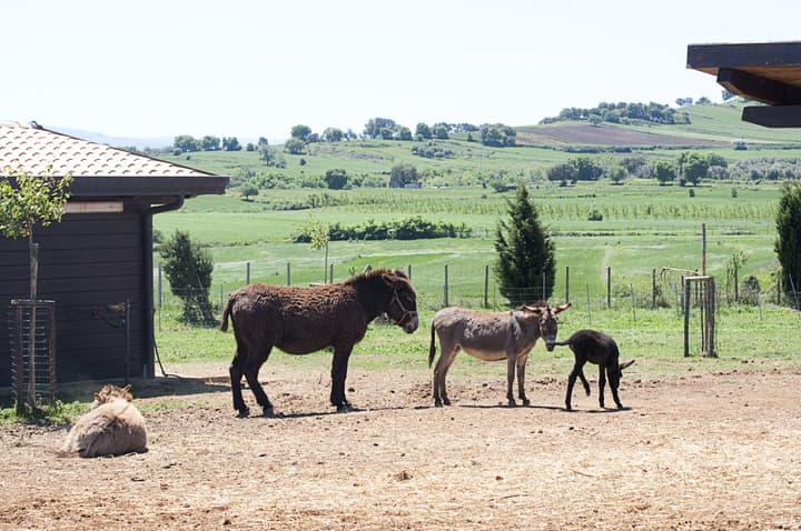 Popilia Country Resort
