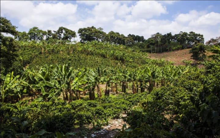 Hacienda Combia
