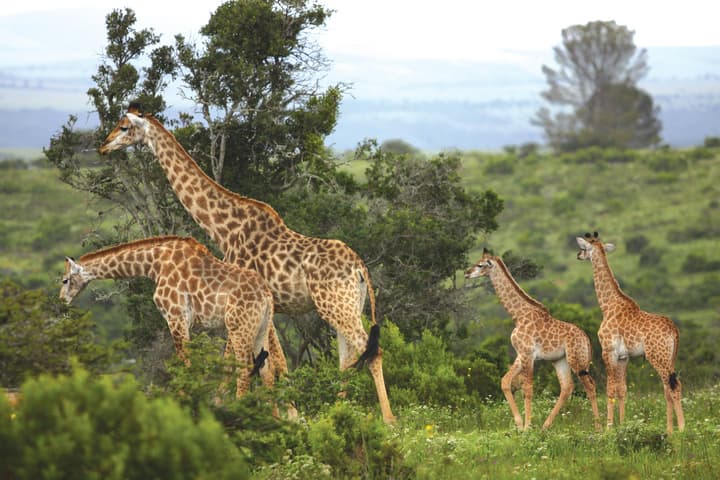 Kariega Game Reserve - Main Lodge