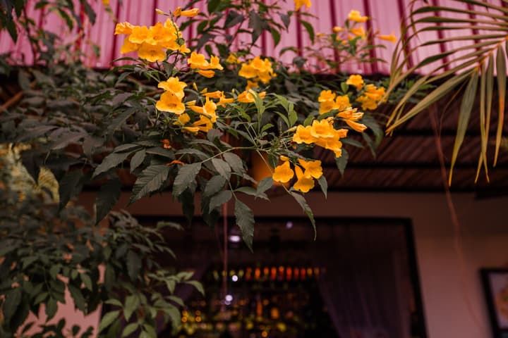 The Sanctuary Villa Battambang