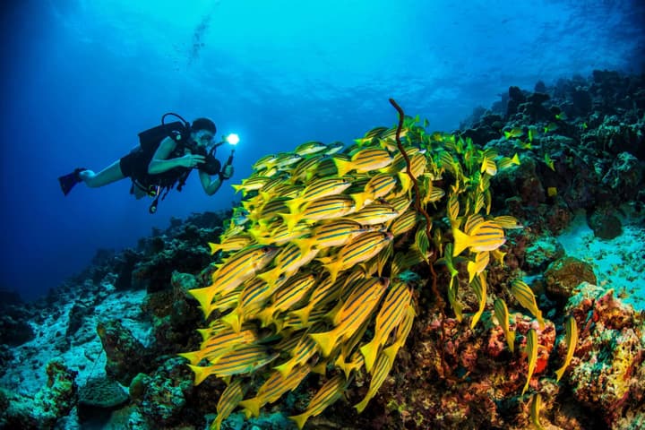 Dusit Thani Maldives - 50 percent off on for Stays of 5 Nights stay until 23 October 2026