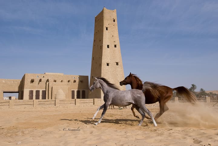 Taziry Ecolodge & Sustainable Village