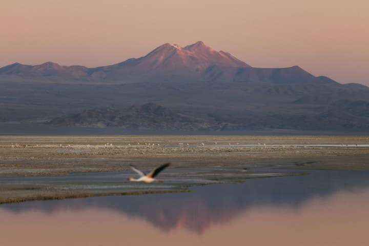 Altiplanico San Pedro de Atacama