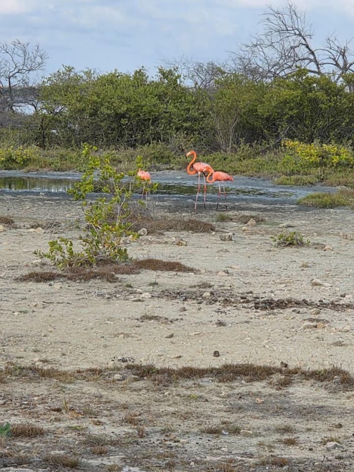 The Lodge Bonaire