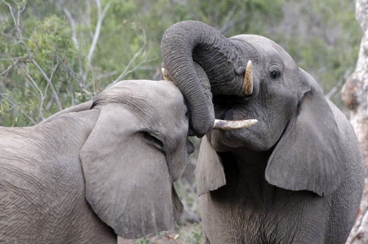 Ezulwini Game Lodge