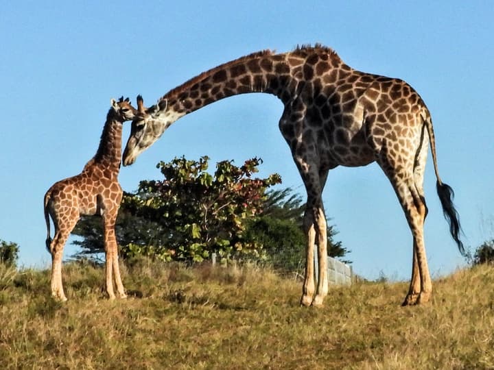 Ezulwini Game Lodge