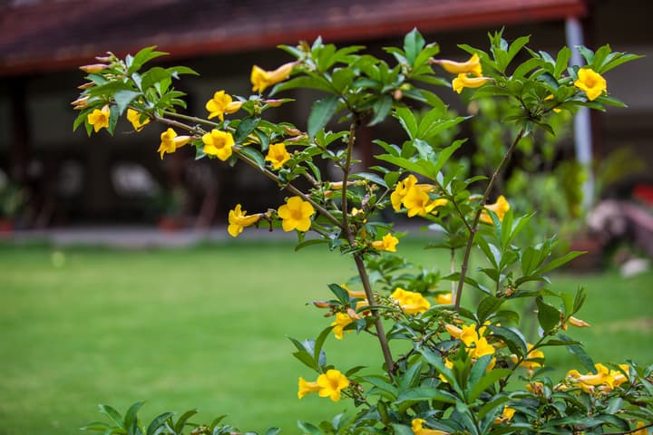 Shambaling Boutique Hotel