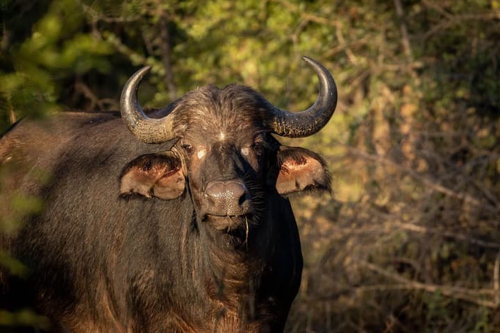Karongwe - Chisomo Safari Camp